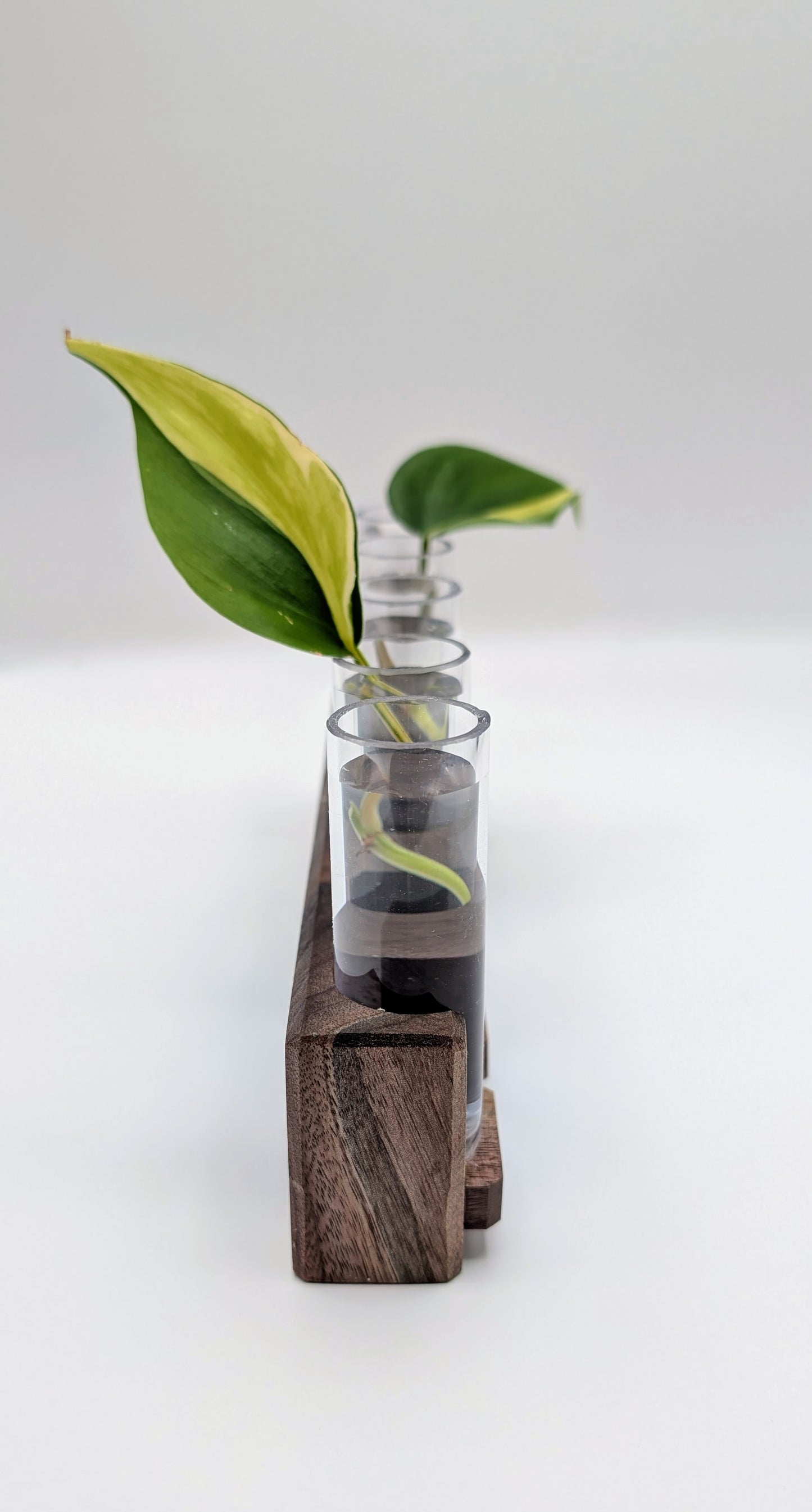 Tineke Tubes - Decorative Plant Propagation Holder (5 tubes) - Black Walnut