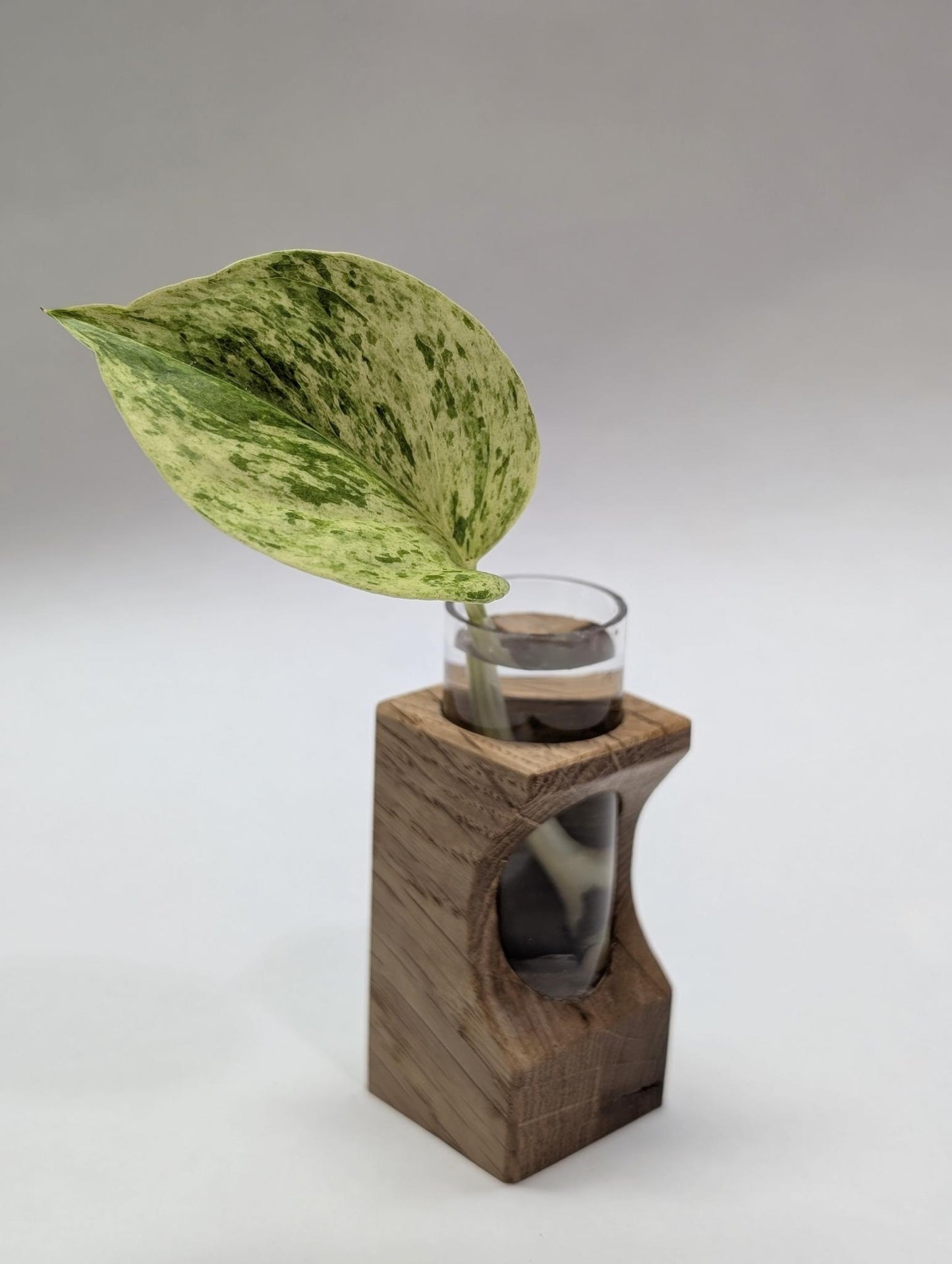 Tineke Tubes - Decorative Plant Propagation Holder - White Oak
