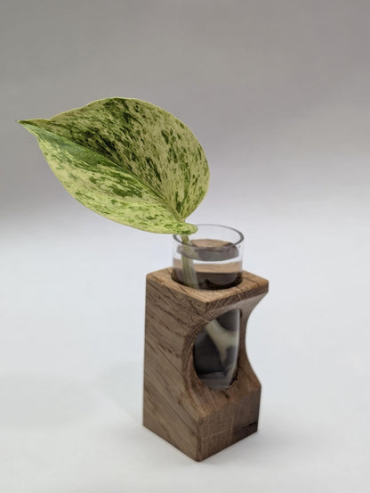 Tineke Tubes - Decorative Plant Propagation Holder - White Oak